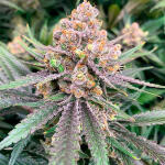 gorilla-glue-4-fem-blimburn-seeds.jpg