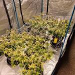 mac-n-jack-r1-fem-ethos-genetics.jpg