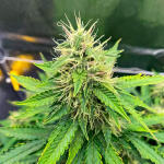 godzilla-cookies-auto-fem-herbies-seeds.jpg