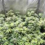 bruce-banner-3-fem-blimburn-seeds.jpg