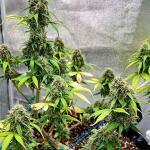 whiskey-zulu-auto-fem-7ch-american.jpg