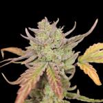 peach-crescendo-auto-rf3-fem-ethos-genetics.jpg