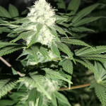 ak-48-regular-nirvana-seeds.jpg