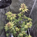 black-muffin-f1-fast-version-fem-sweet-seeds.jpg