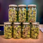 bruce-banner-autoflower-fem-seedkeepers.jpg