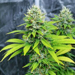 garlic-cookies-fem-barneys-farm.jpg