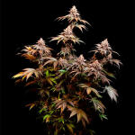 lemon-cherry-runtz-fem-fastbuds.jpg