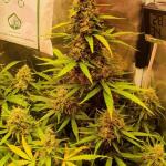pineapple-express-auto-fem-barneys-farm.jpg