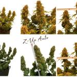 z-up-auto-fem-fastbuds.jpg