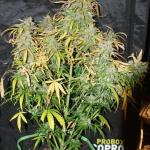 critical-kush-auto-critical-rapido-auto-fem-barneys-farm.jpg