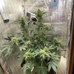 whiskey-zulu-auto-fem-7ch-american.jpeg