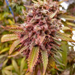 whiskey-zulu-auto-fem-7ch-american.jpg