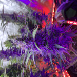 blue-dreammatic-auto-fem-fastbuds.jpeg