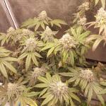 booberry-cookies-rbx-fem-ethos-genetics.jpg