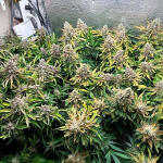 godzilla-cookies-auto-fem-herbies-seeds.jpg