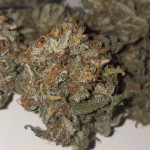 jealousy-z-xl-auto-fem-sweet-seeds.jpg