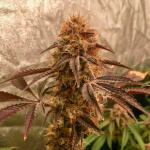 poddy-mouth-fem-humboldt-seed-company.jpg
