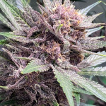 diablo-rojo-xl-auto-fem-sweet-seeds.jpg