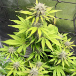 diablo-rojo-xl-auto-fem-sweet-seeds.jpg
