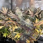 purple-punch-fem-barneys-farm.jpg