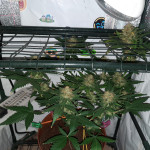 -speed-auto-fem-sweet-seeds.jpg