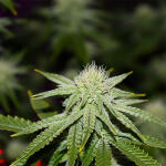 blueberry-muffin-fem-humboldt-seed-company.jpg
