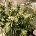girl-scout-cookies-fem-blimburn-seeds.jpg