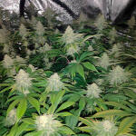 tropicanna-banana-fem-barneys-farm.jpg