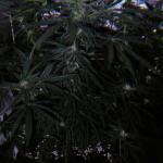 zookies-fem-7ch-american.jpg