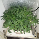 afghan-kush-fem-world-of-seeds.jpg