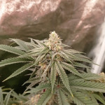 chocolate-kush-fem-00-seeds.jpg