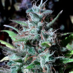 critical-kali-mist-fem-delicious-seeds.jpg