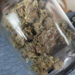 punchberry-cookies-rbx-fem-ethos-genetics.jpg