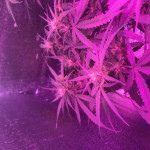 2-fast-2-vast-auto-heavyweight-seeds.jpg
