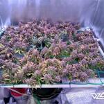 fruit-punch-fem-heavyweight-seeds.jpg