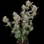 orange-apricot-glue-xl-auto-fem-sweet-seeds.jpg