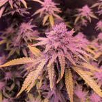 blueberry-muffin-fem-humboldt-seed-company.jpg