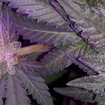 gorilla-glue-4-fem-anesia-seeds.jpg