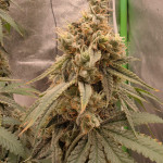 grandmommy-purple-fem-herbies-seeds.jpg