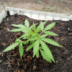 jack-47-auto-fem-sweet-seeds.jpg