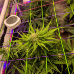 jack-47-auto-sweet-seeds.jpg