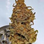 jack-herer-fem-seedkeepers.jpg