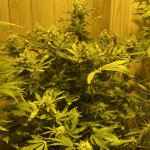 jealousy-z-xl-auto-fem-sweet-seeds.jpg