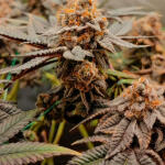 poddy-mouth-fem-humboldt-seed-company.jpg