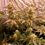 poddy-mouth-fem-humboldt-seed-company.jpg