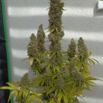 strawberry-amnesia-fem-herbies-seeds.jpg