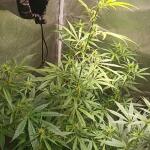 whiskey-zulu-auto-fem-7ch-american.jpg