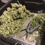 godzilla-cookies-auto-fem-herbies-seeds.jpg