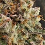 purple-punch-fem-barneys-farm.jpg
