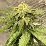girl-scout-cookies-fem-blimburn-seeds.jpg